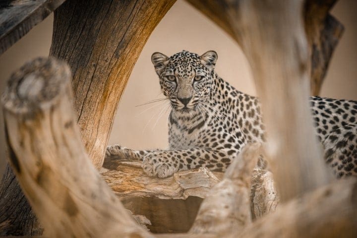 Arabian Leopard