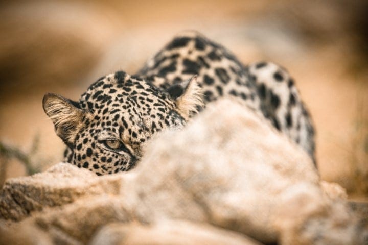 Arabian Leopard