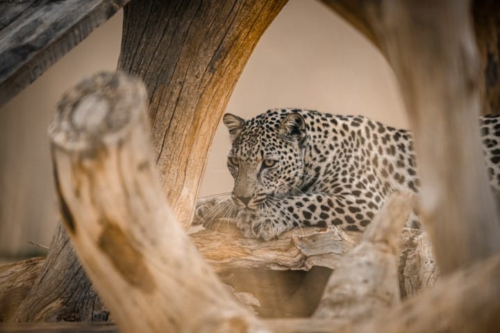 Arabian Leopard