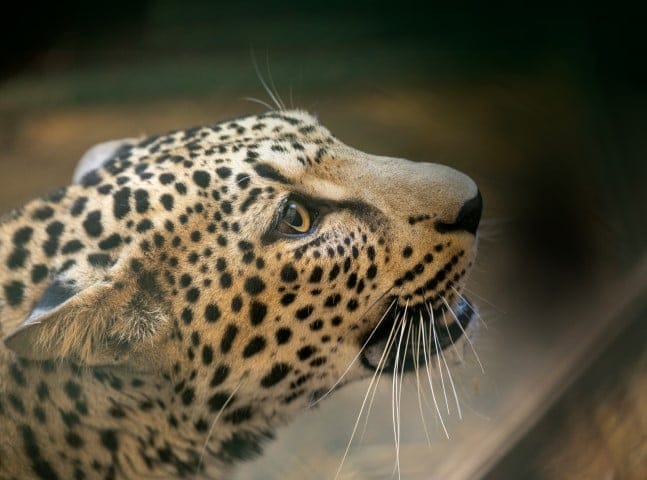 Arabian Leopard