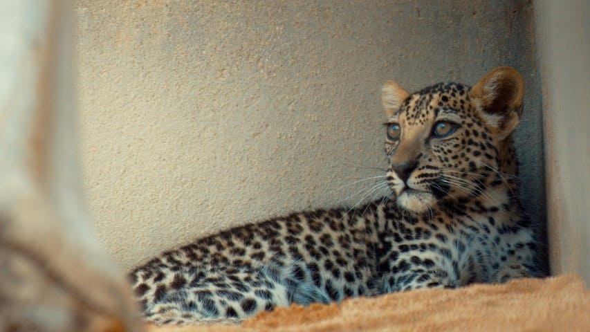 Arabian Leopard