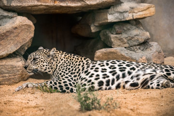 Arabian Leopard