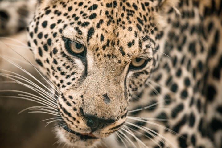 Arabian Leopard