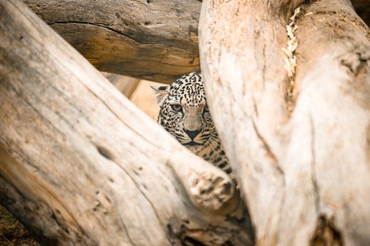 Arabian Leopard
