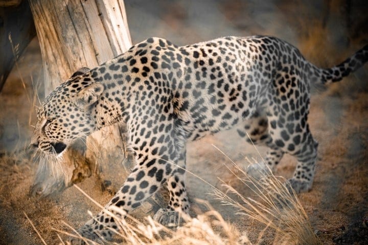 Arabian Leopard