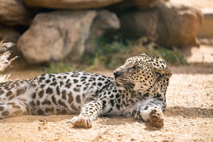 النمر العربي