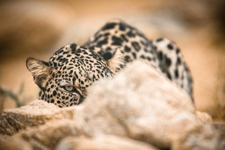 Arabian Leopard 