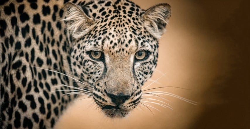 Arabian Leopard 