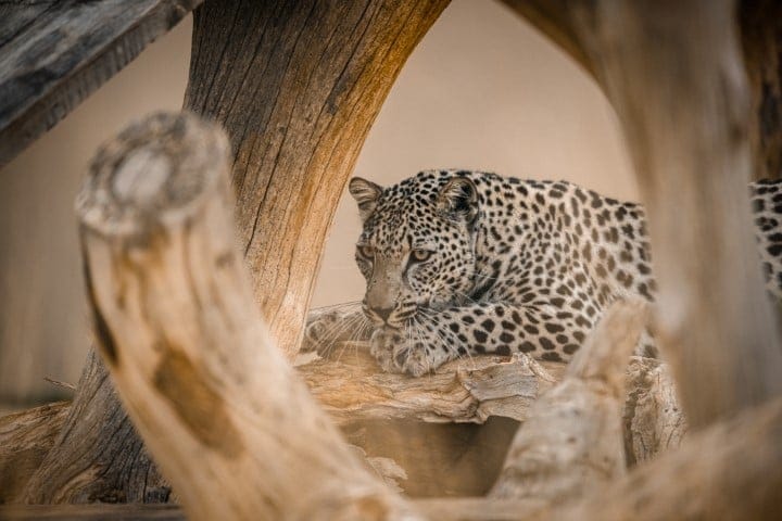 Arabian Leopard 