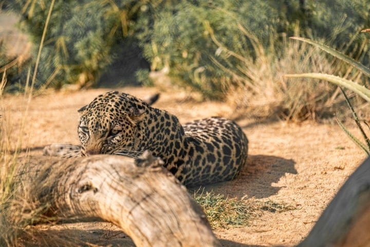 النمر العربي