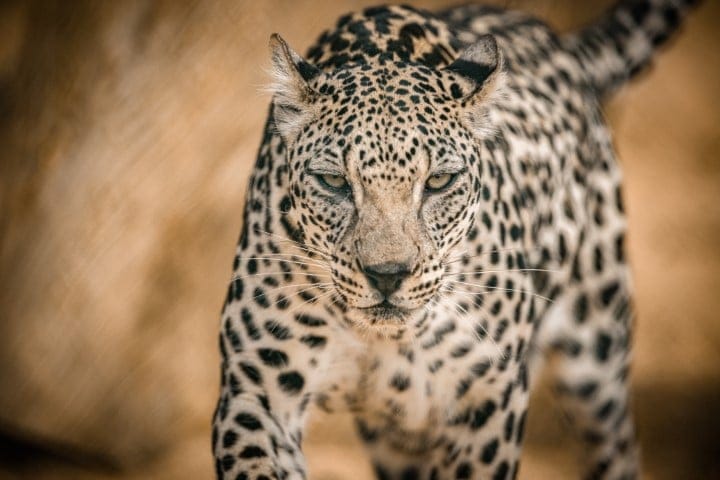 Arabian Leopard