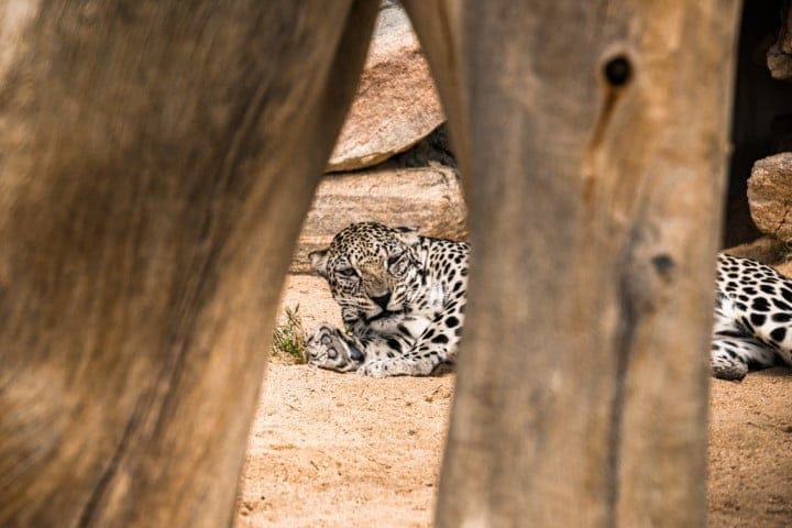 Arabian Leopard