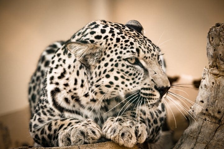 Arabian Leopard