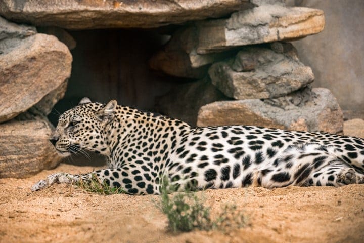 Arabian Leopard