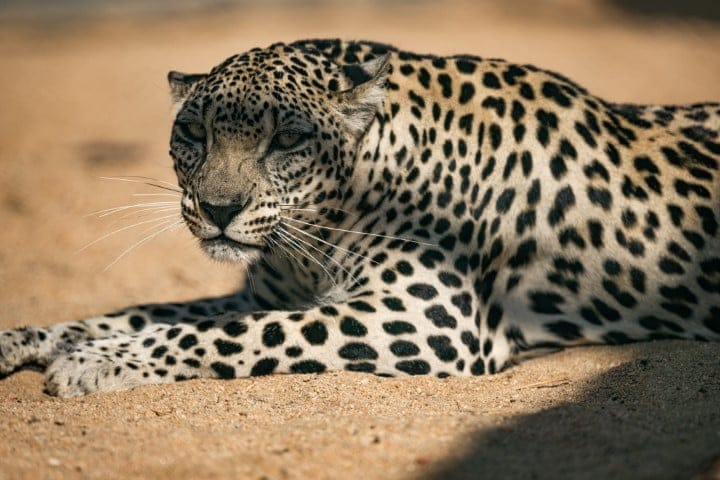 Arabian Leopard