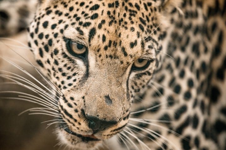 Arabian Leopard 